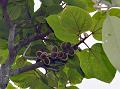 East-Indian Hairy Fig